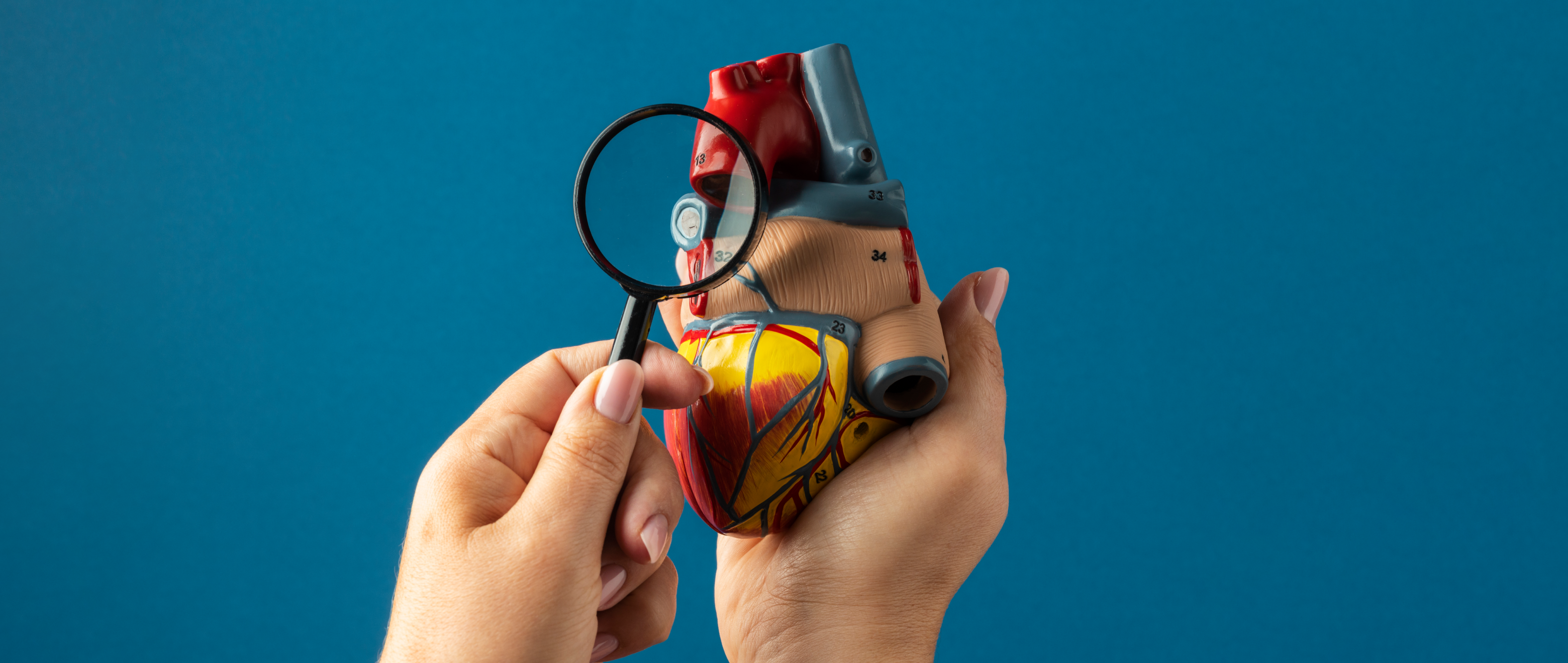 When Your Heart Hosts a Not-So-Friendly Guest: What is Endocarditis?