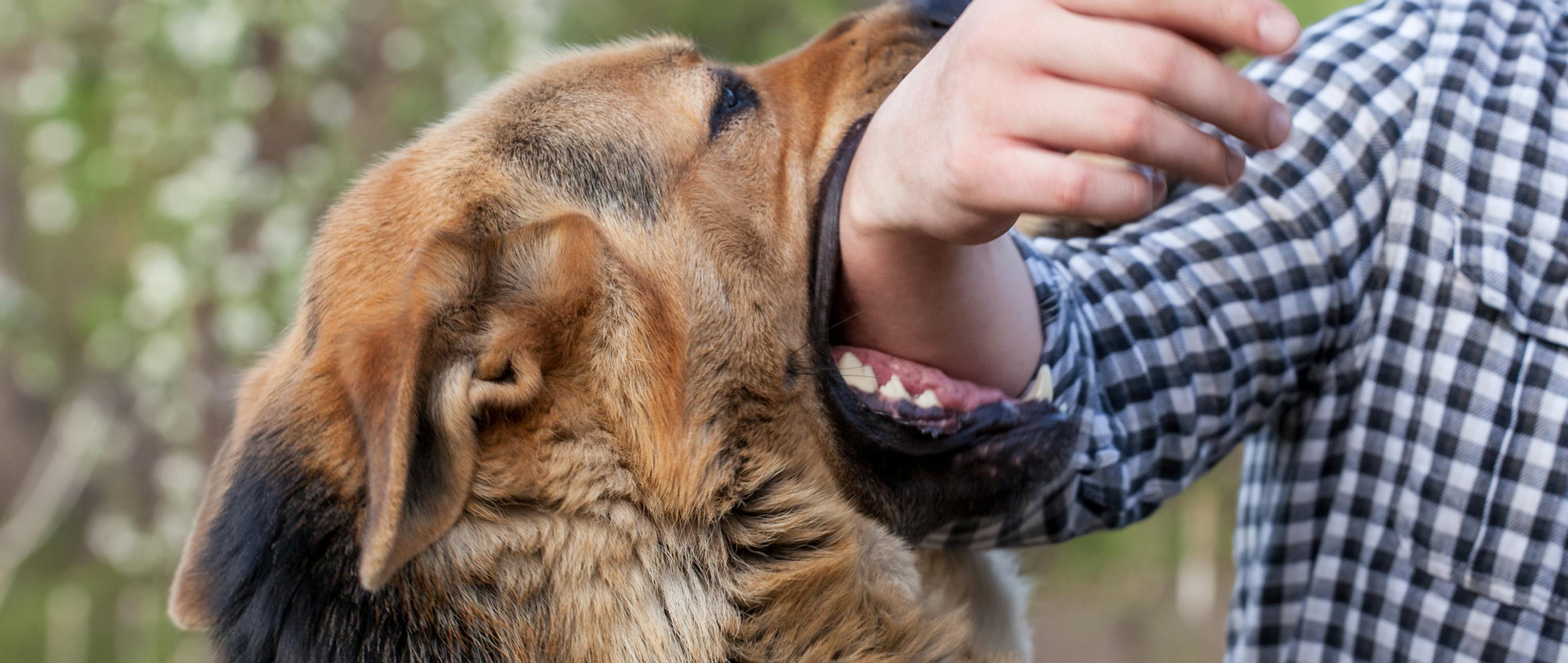 Don’t Let Rabies Sink Its Teeth In: What You Need to Know to Stay Safe