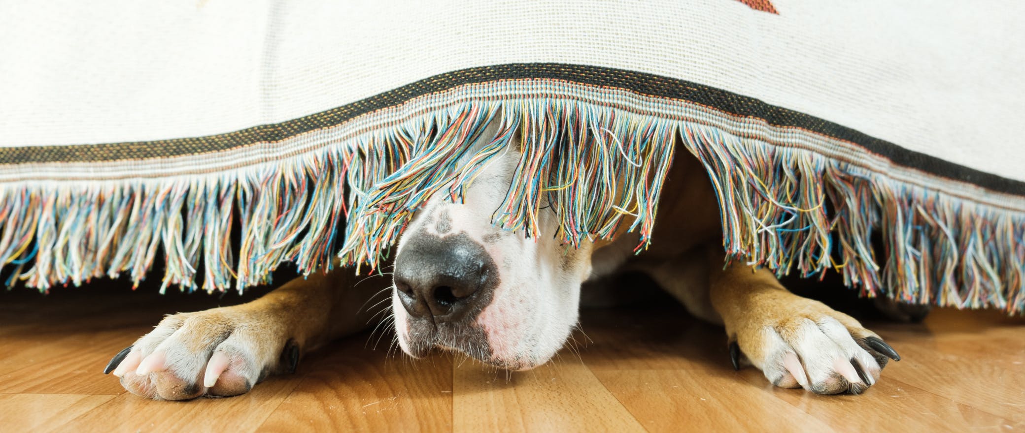 Fight the Fear: Your Guide to Panic Attacks & Panic Disorder