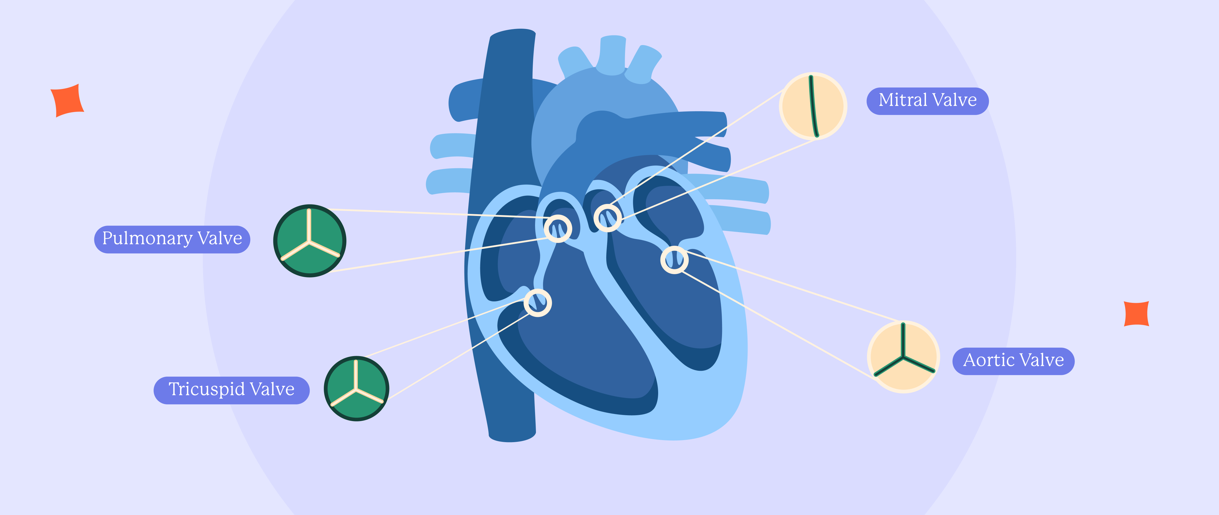 Is Heart Valve Disease Straining Your Heart?
