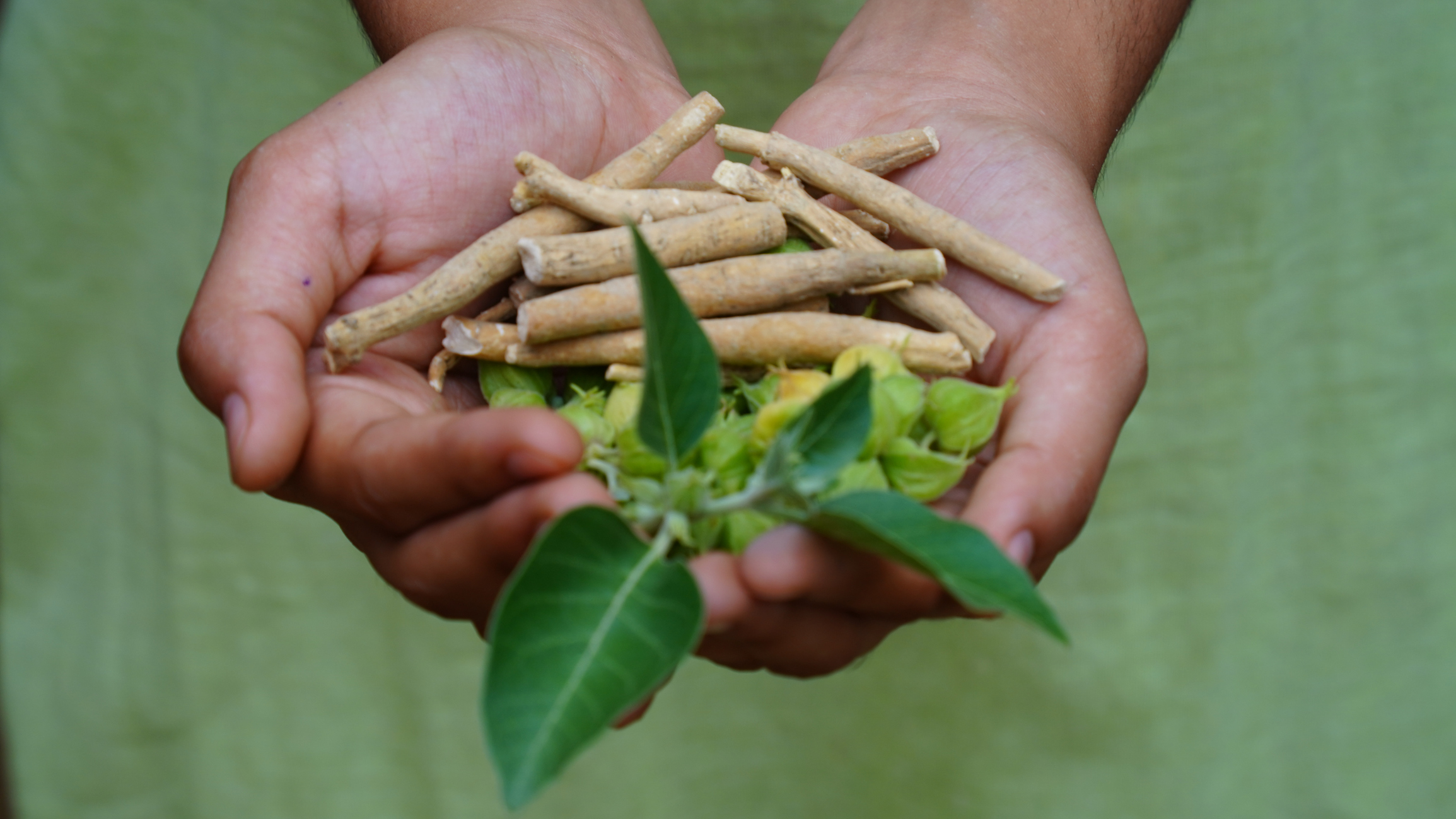Ashwagandha for PCOS: A Herbal Ally