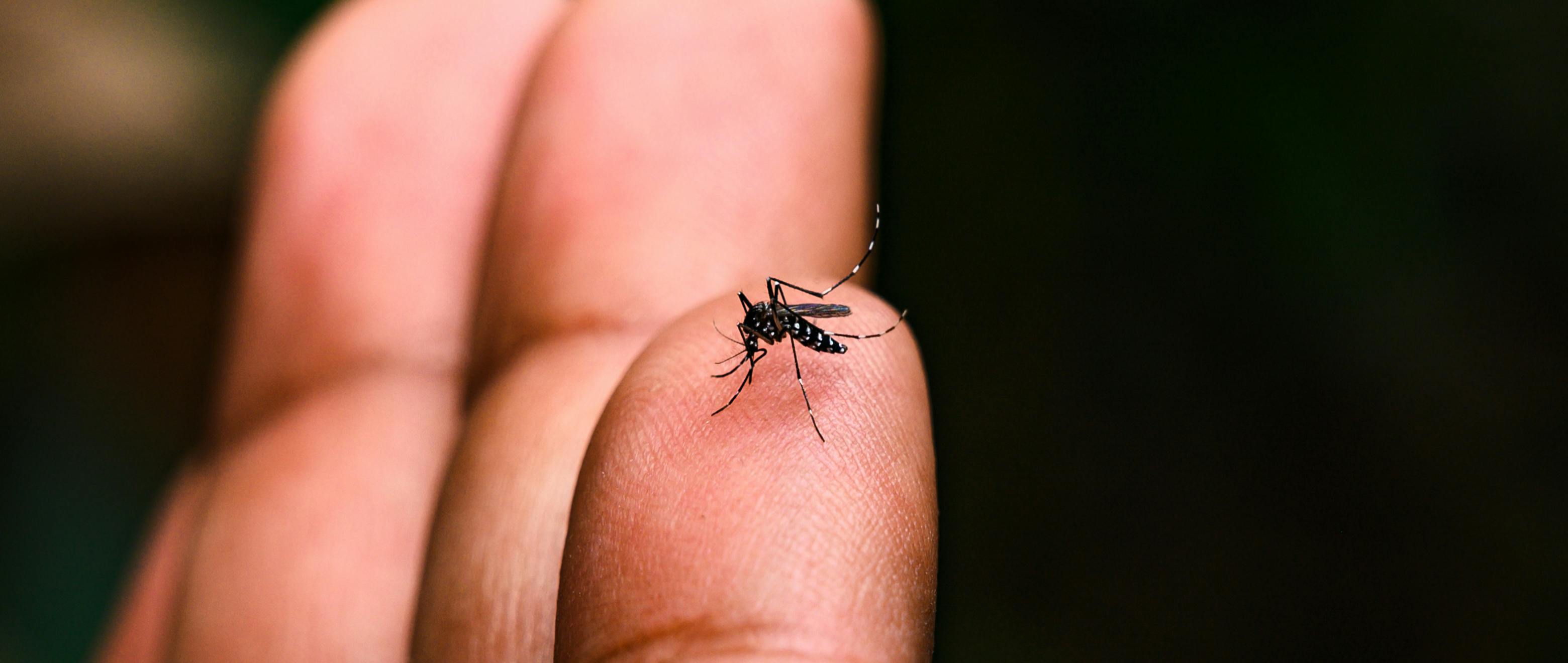 Cracking the Zika Code: Symptoms, Causes & Ways to Prevent It